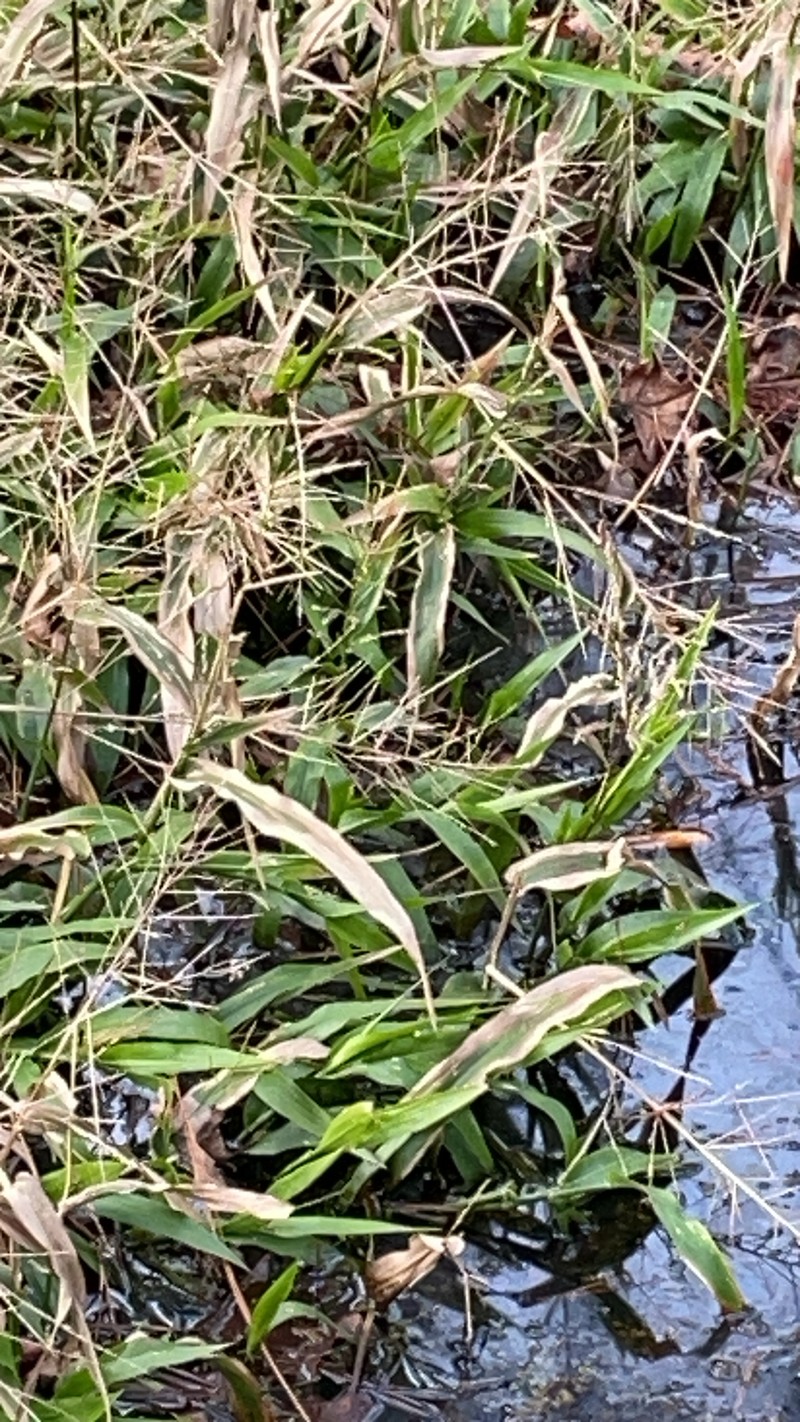 Savannah-Panicgrass photo 4