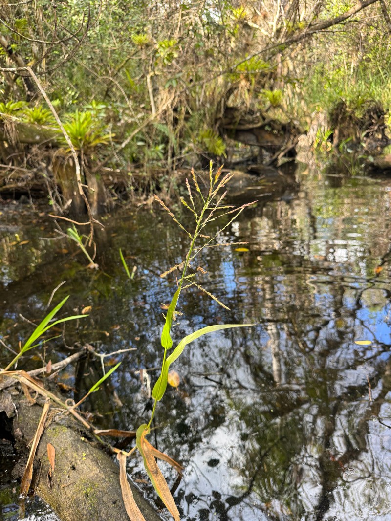 Savannah-Panicgrass photo 5