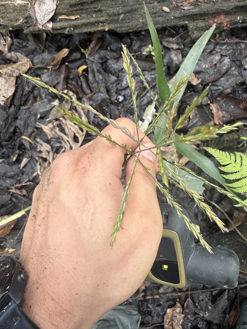 Savannah-Panicgrass photo 6