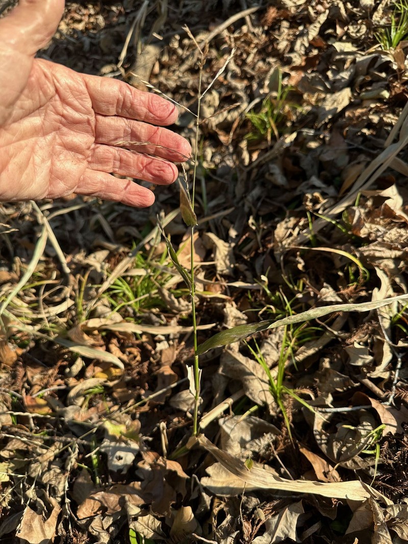 Savannah-Panicgrass photo 7