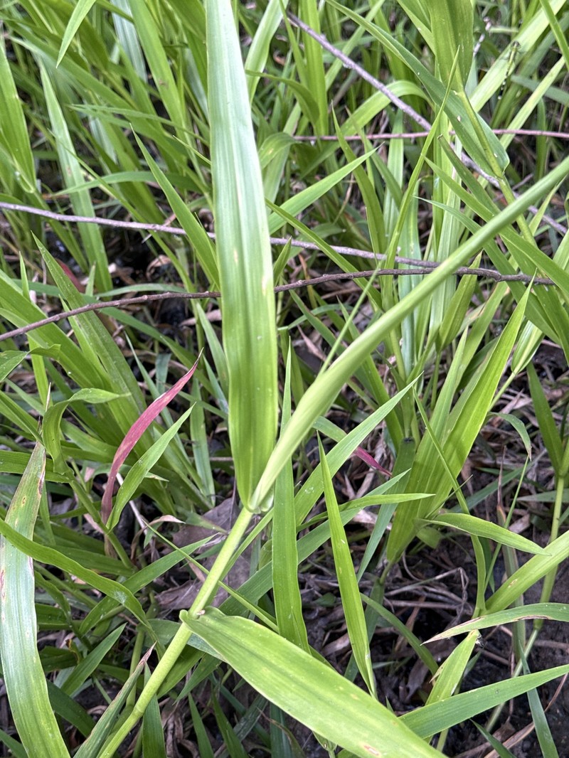 Savannah-Panicgrass photo 8