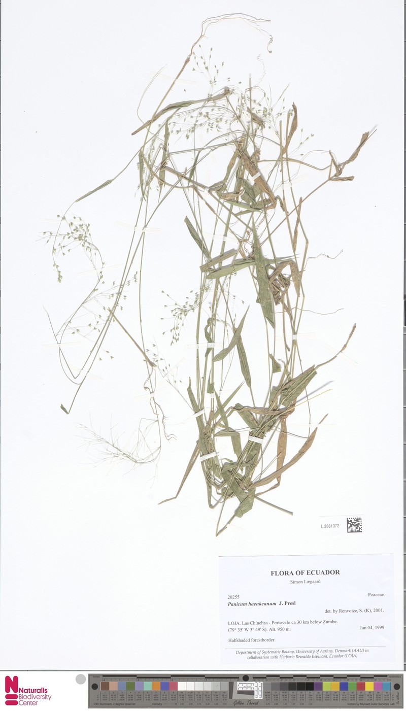 Panicum haenkeanum