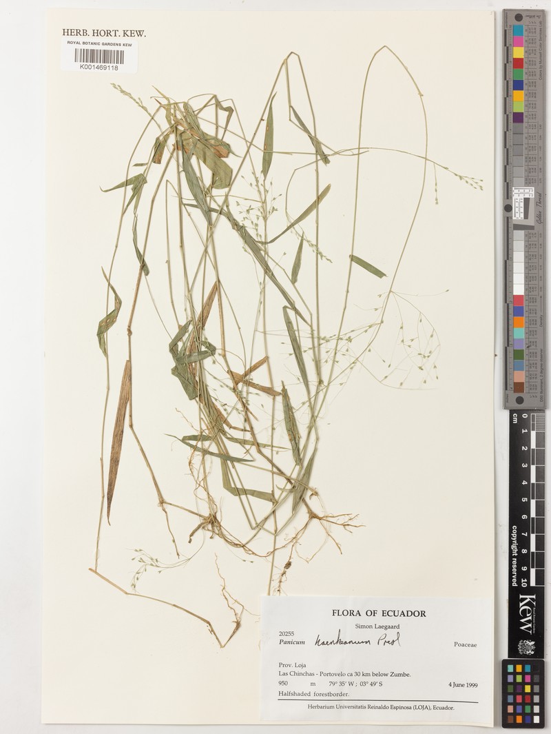 Panicum haenkeanum photo 2