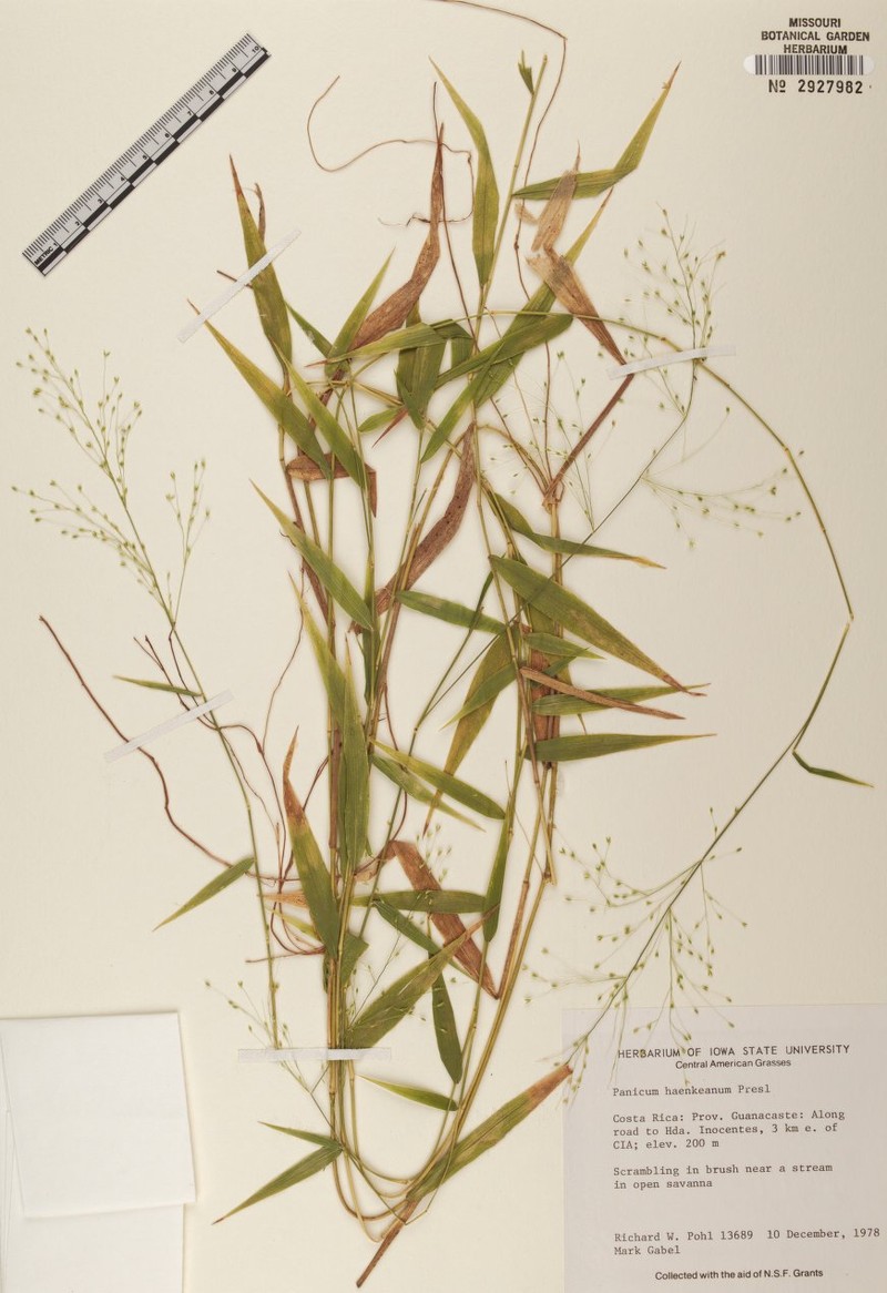 Panicum haenkeanum photo 4