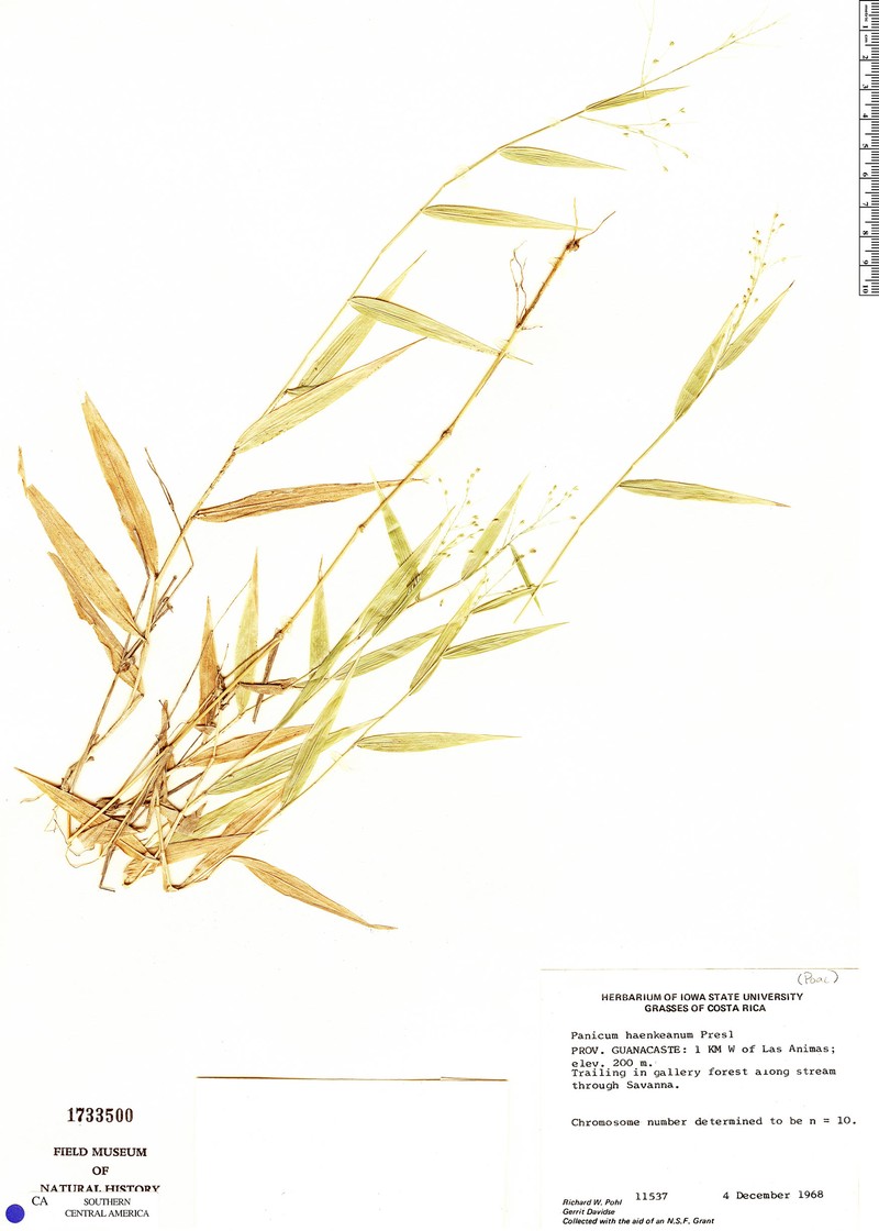Panicum haenkeanum photo 5