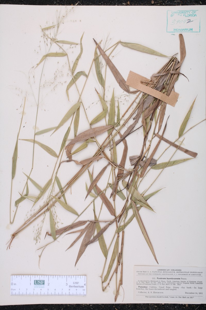 Panicum haenkeanum photo 6