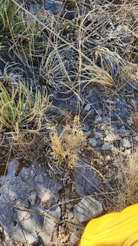 Hall's Panicgrass