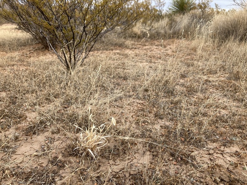 Hall's Panicgrass photo 4
