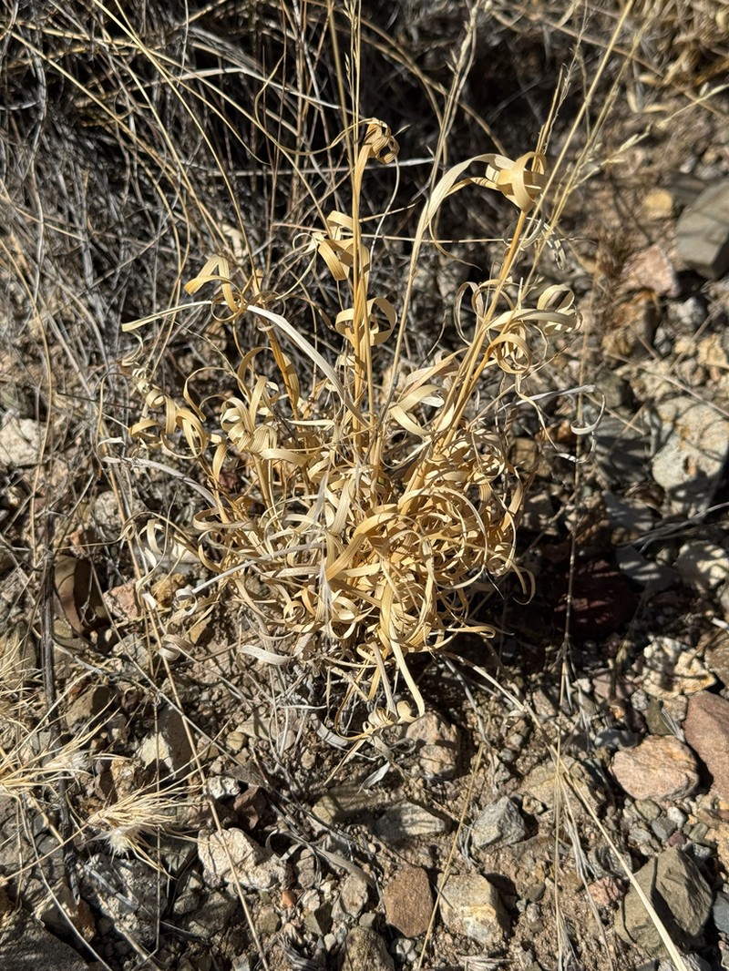 Hall's Panicgrass photo 5