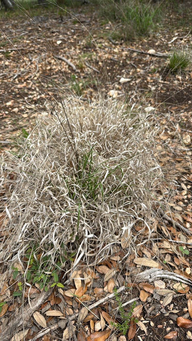 Hall's Panicgrass photo 6