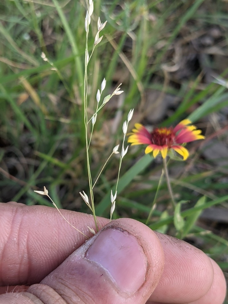 Hall's Panicgrass photo 7