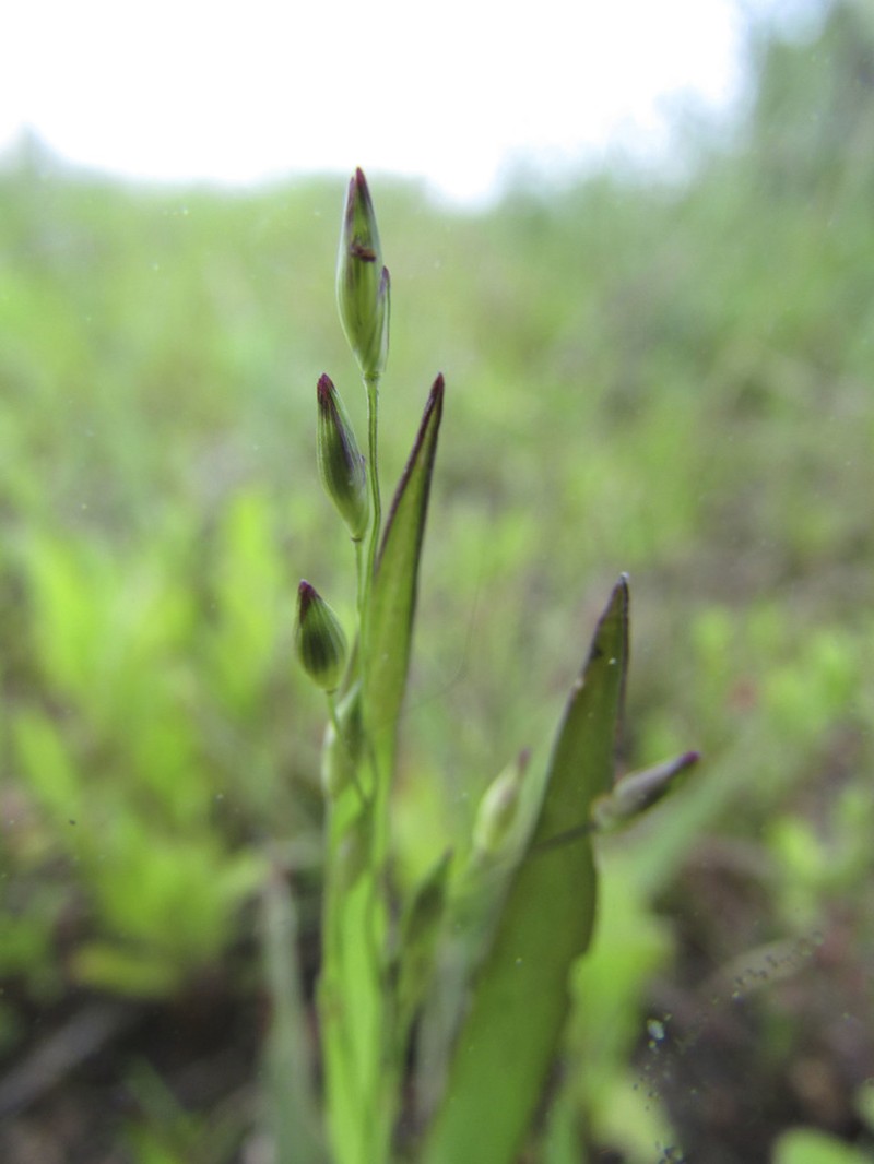 Hall's Panicgrass photo 8