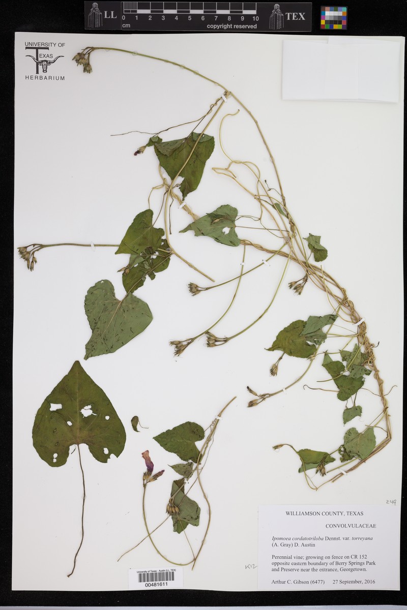 Panicum hallii subsp. filipes