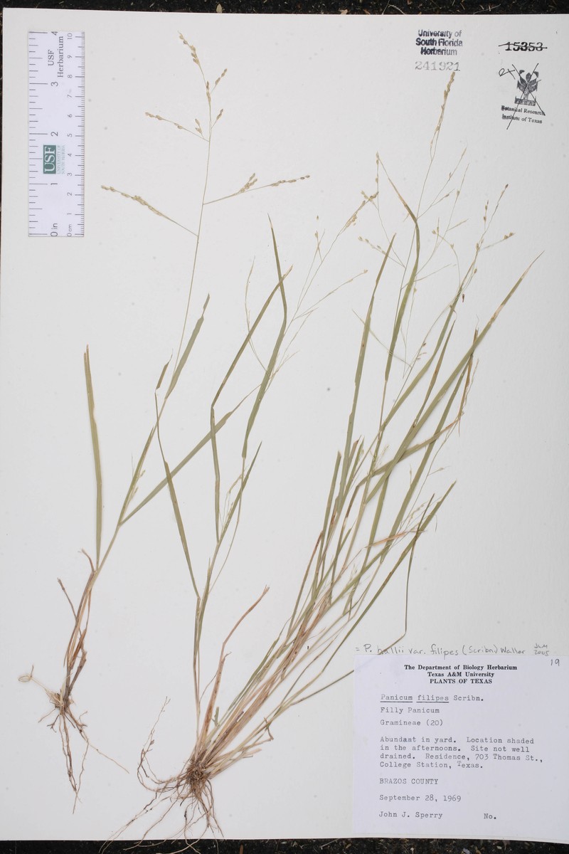 Panicum hallii subsp. filipes photo 2
