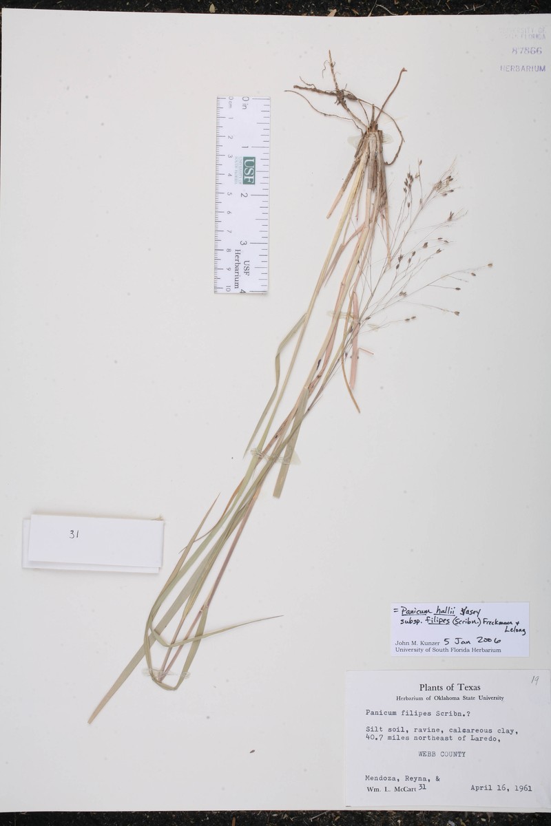Panicum hallii subsp. filipes photo 3