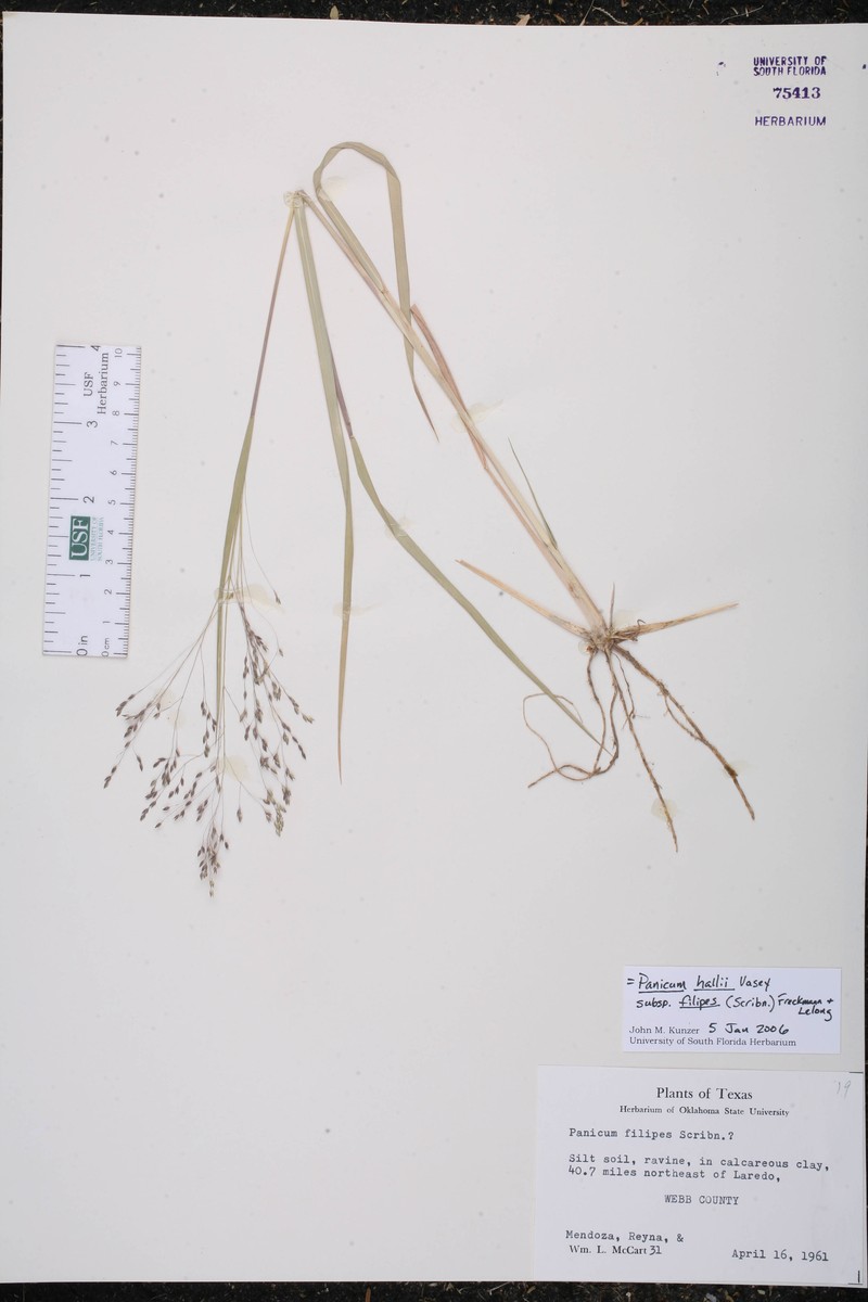 Panicum hallii subsp. filipes photo 4