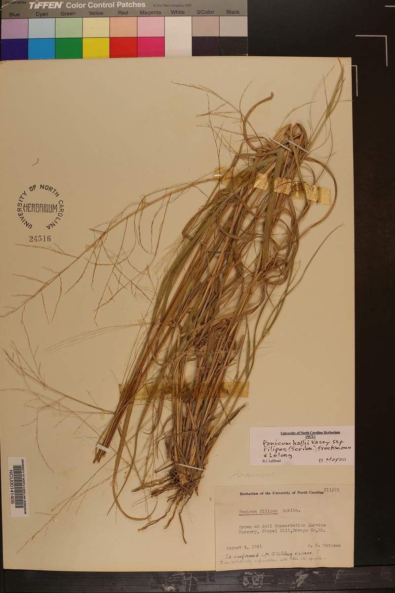 Panicum hallii subsp. filipes photo 5