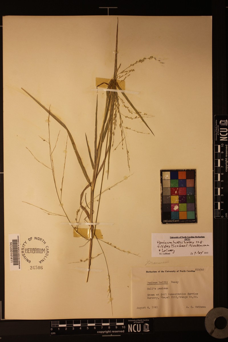 Panicum hallii subsp. filipes photo 6