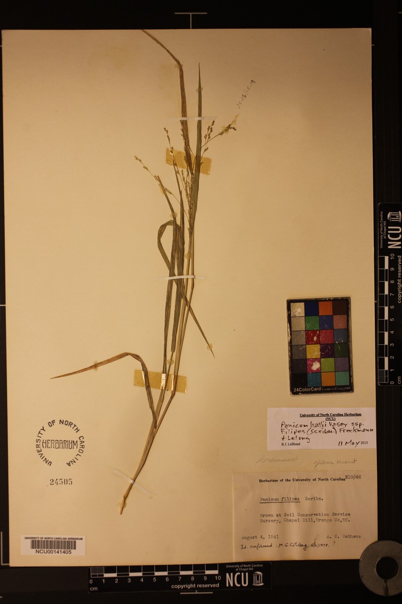 Panicum hallii subsp. filipes photo 7