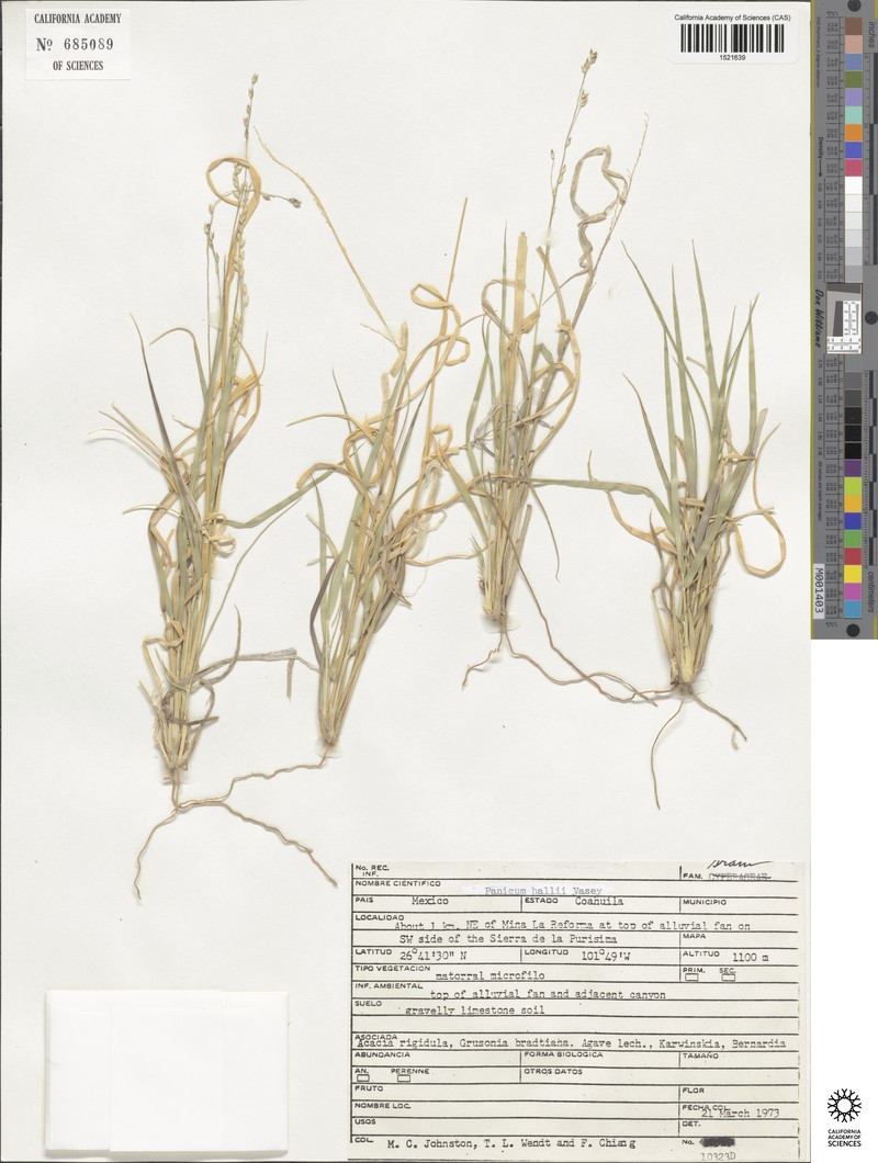 Panicum hallii subsp. hallii photo 2