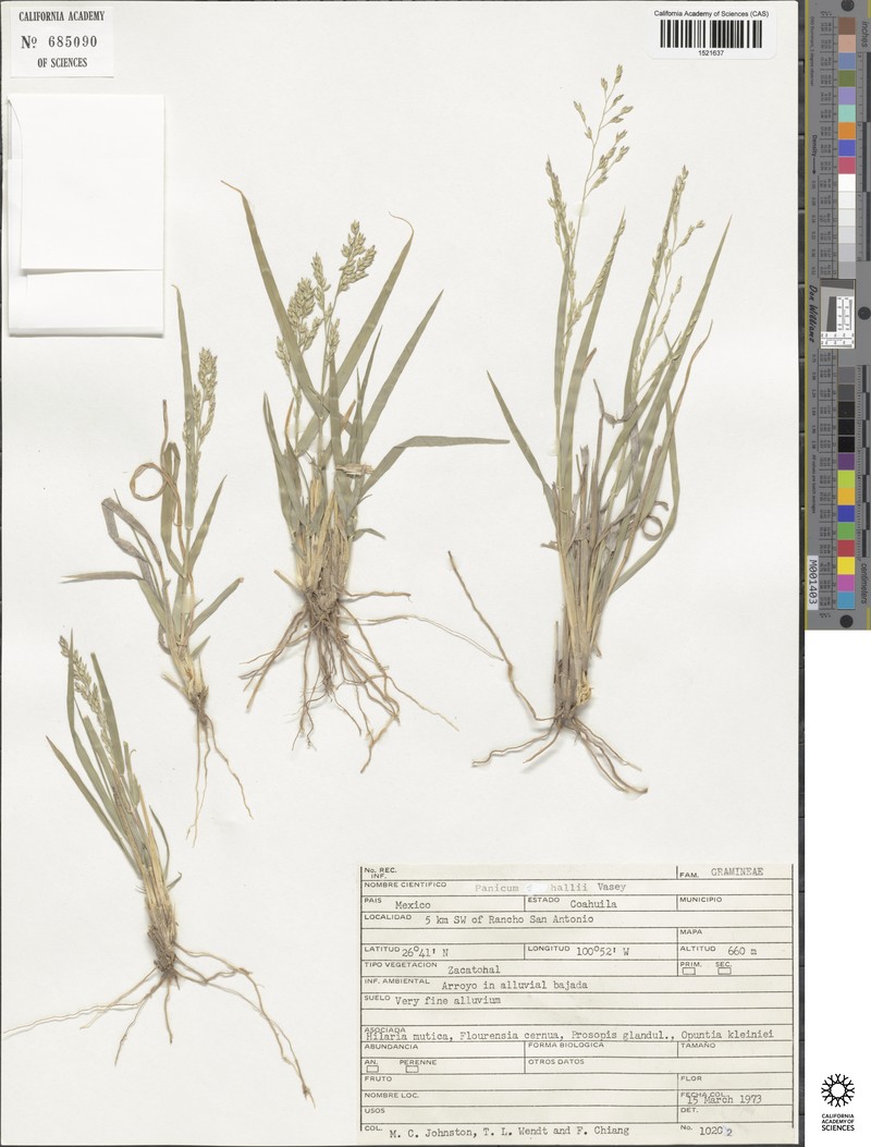 Panicum hallii subsp. hallii photo 3