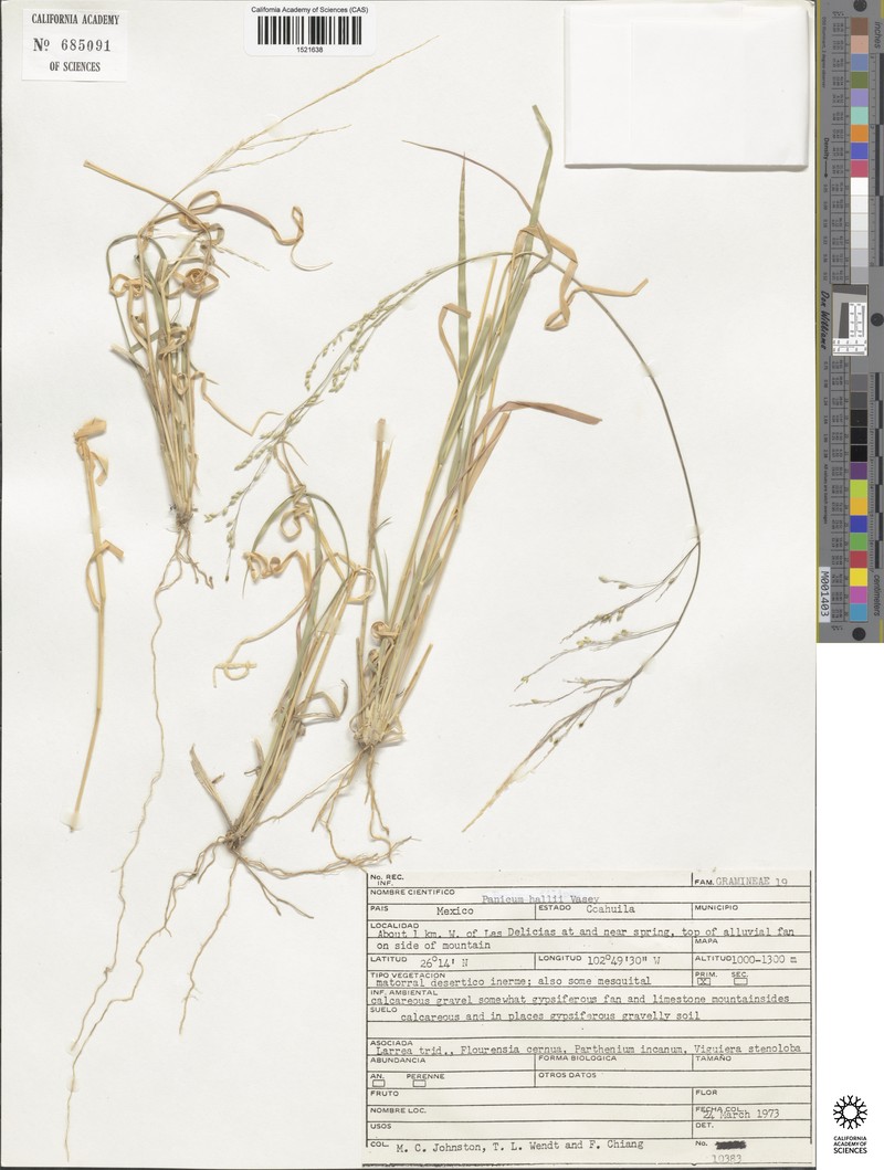 Panicum hallii subsp. hallii photo 4