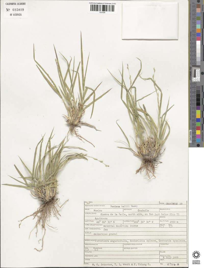 Panicum hallii subsp. hallii photo 5