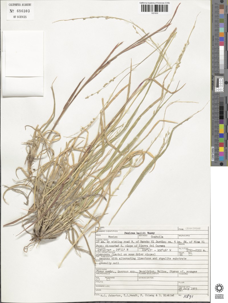 Panicum hallii subsp. hallii photo 6