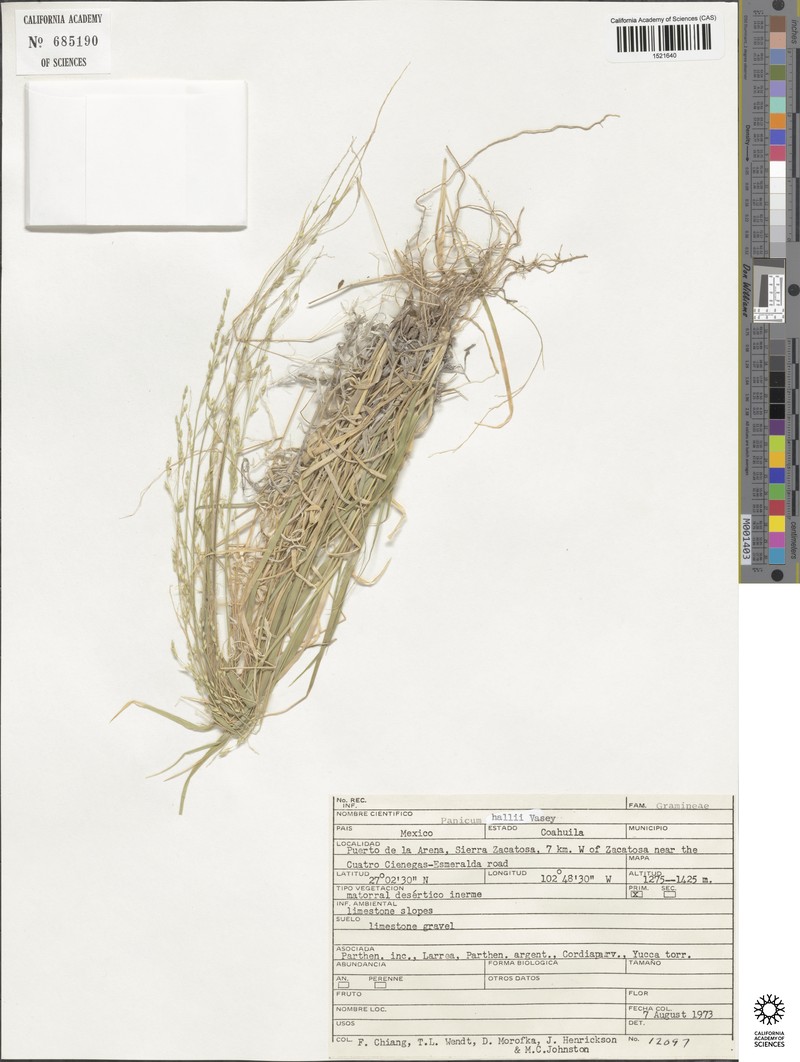 Panicum hallii subsp. hallii photo 7