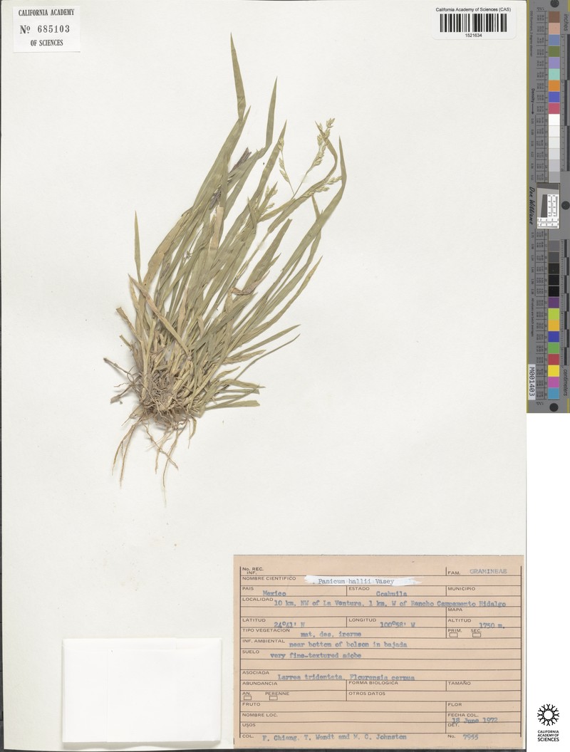 Panicum hallii subsp. hallii photo 8