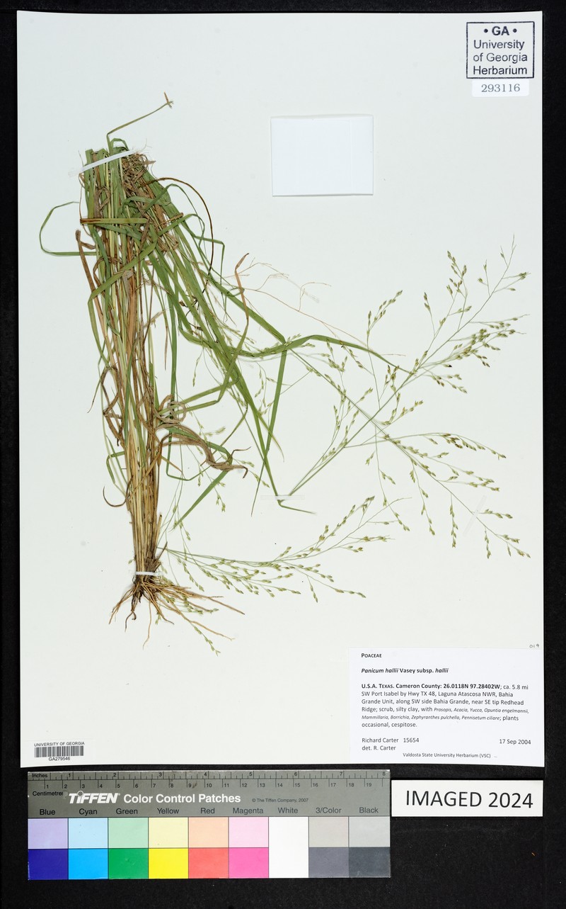 Panicum hallii subsp. hallii