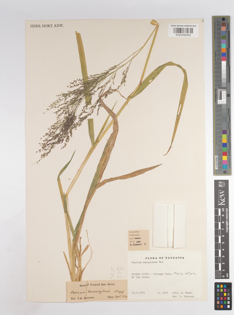 Panicum hanningtonii
