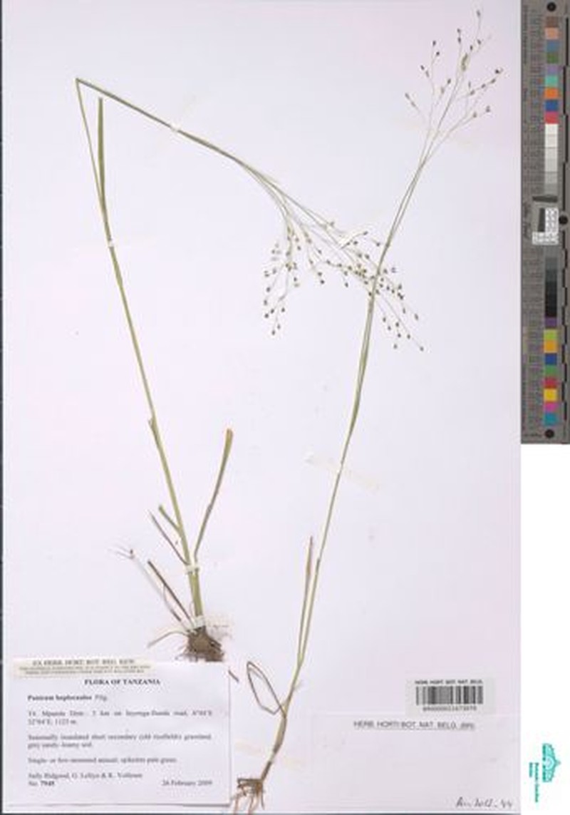 Panicum haplocaulos