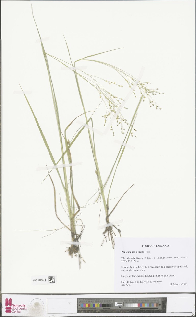 Panicum haplocaulos photo 2