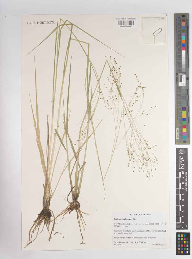Panicum haplocaulos photo 3