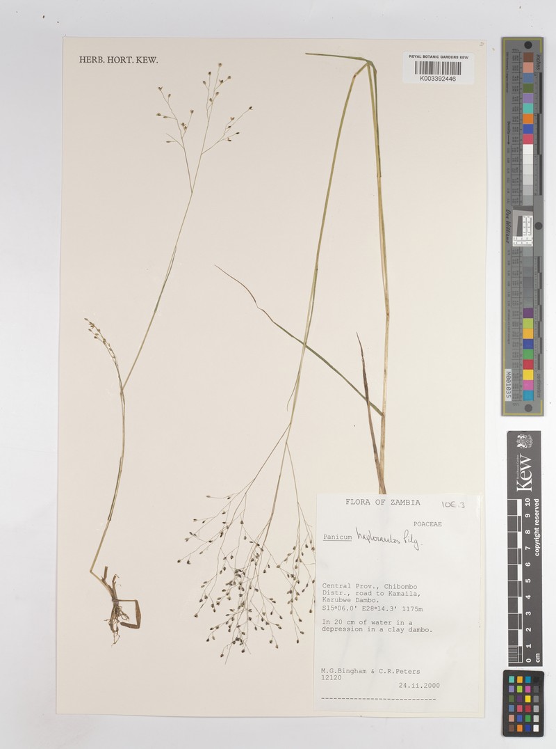 Panicum haplocaulos photo 4