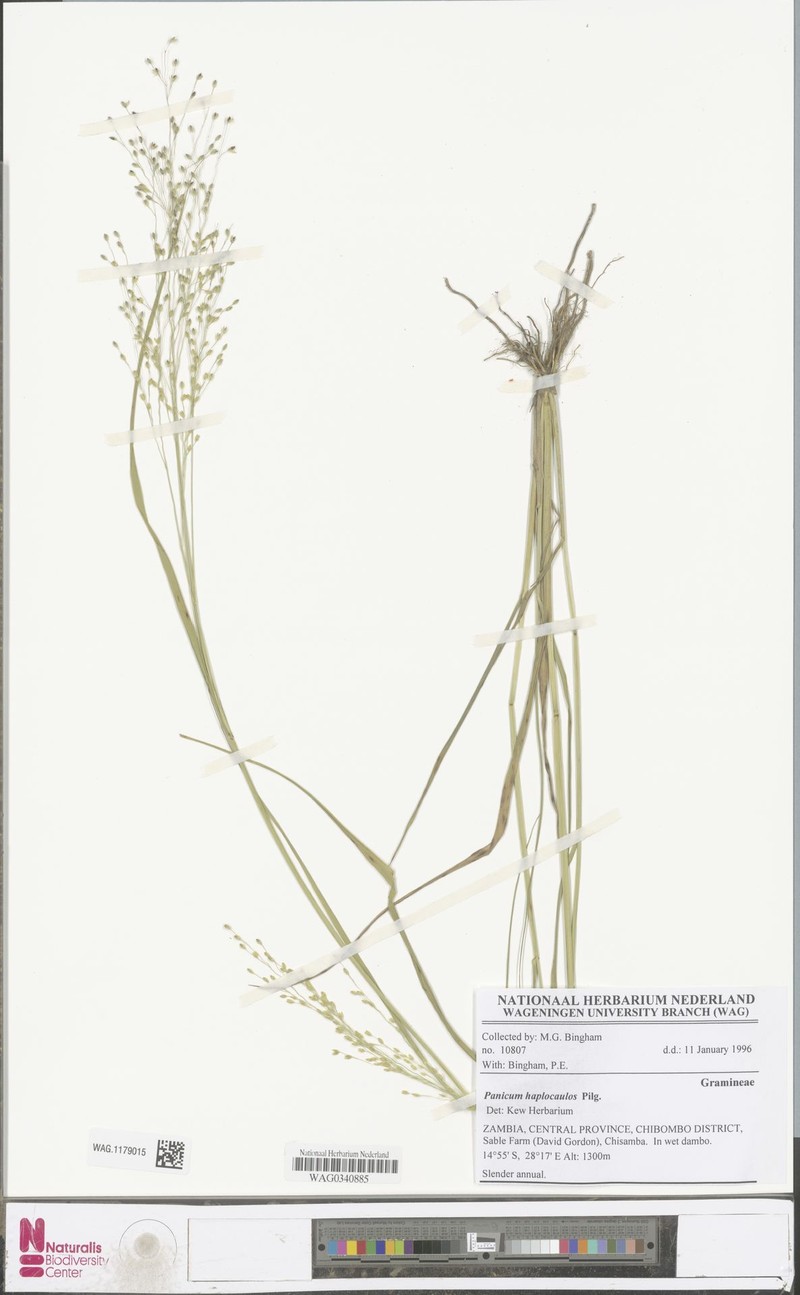 Panicum haplocaulos photo 5