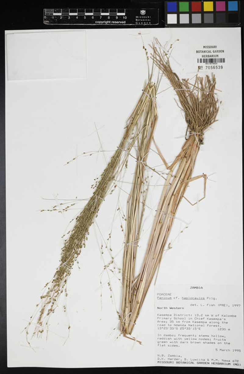 Panicum haplocaulos photo 6