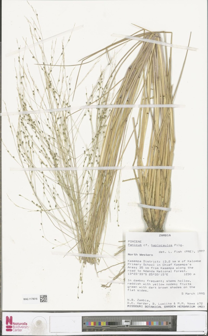 Panicum haplocaulos photo 7