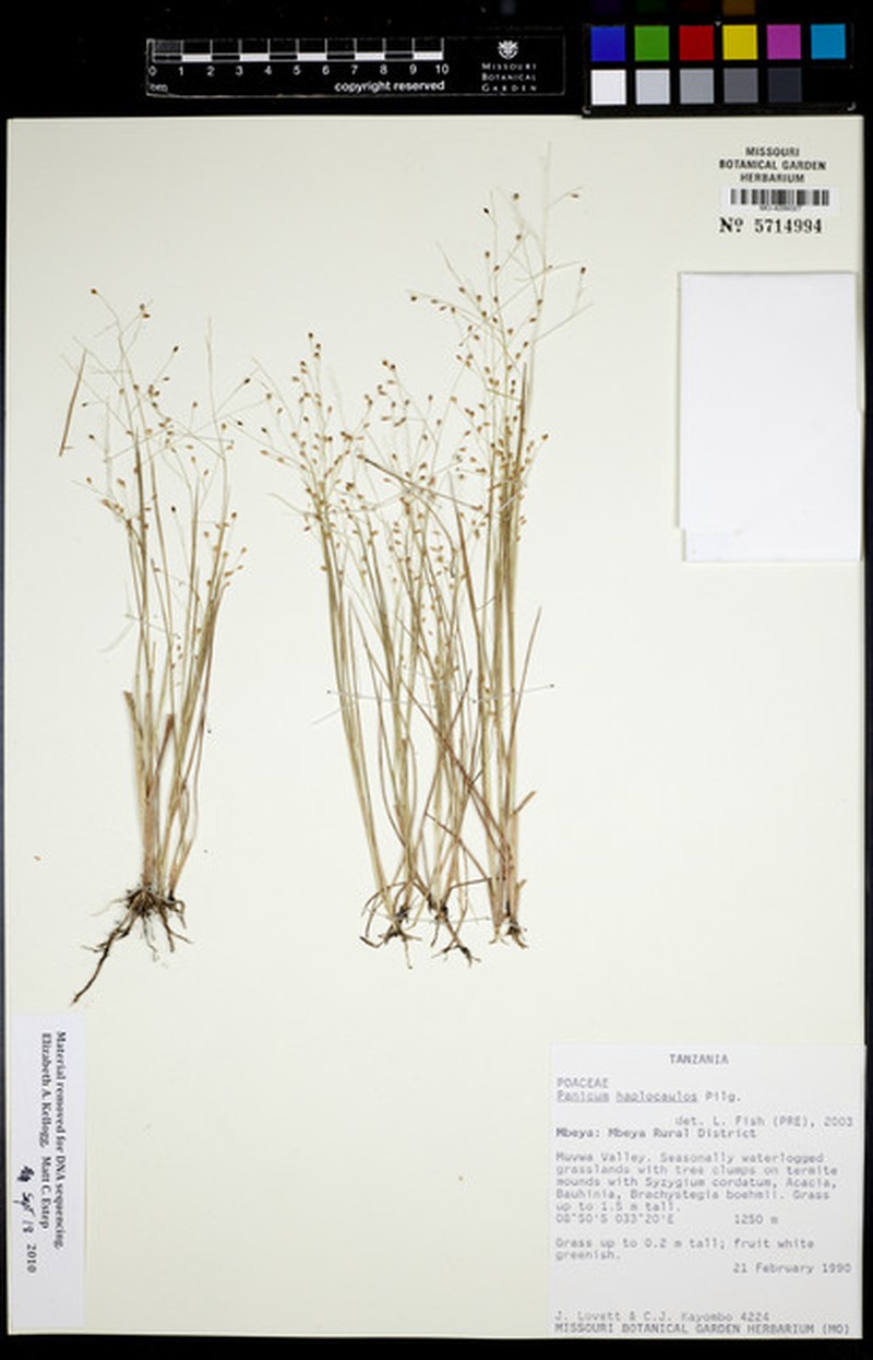Panicum haplocaulos photo 8