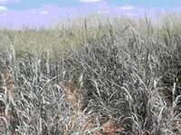 Havard's Panicgrass