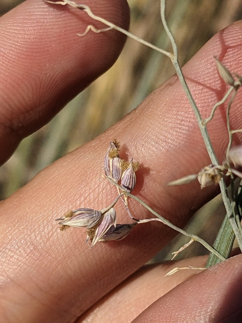 Havard's Panicgrass photo 2