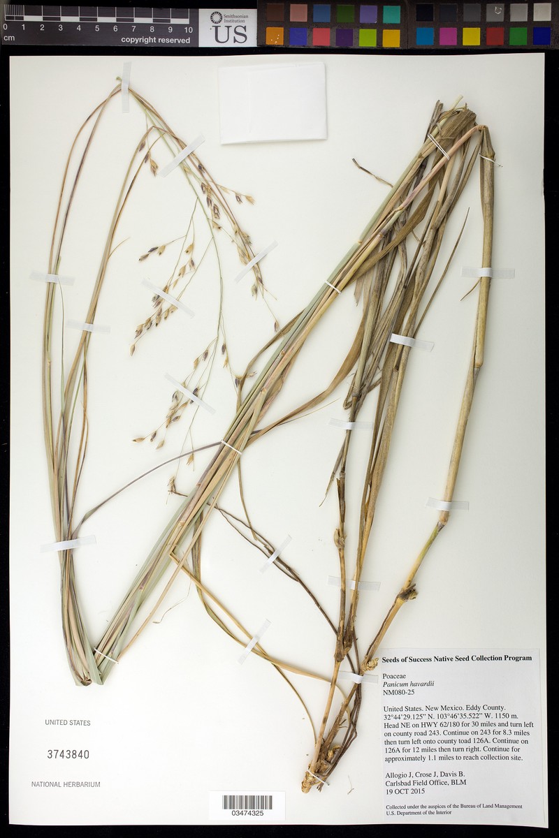 Havard's Panicgrass photo 6