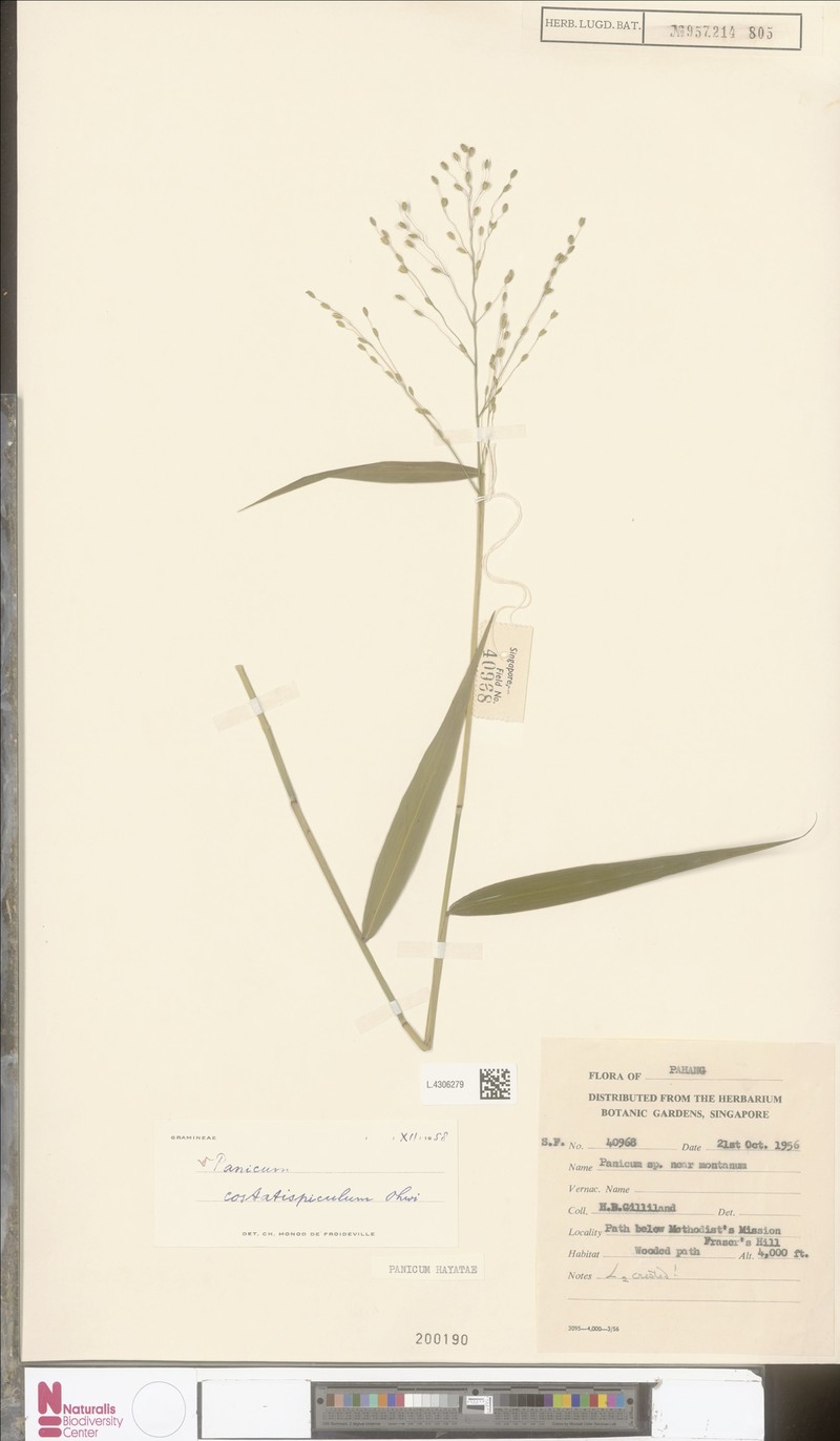 Panicum hayatae photo 2