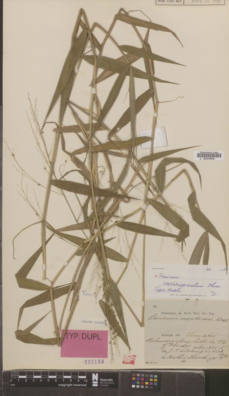 Panicum hayatae photo 3