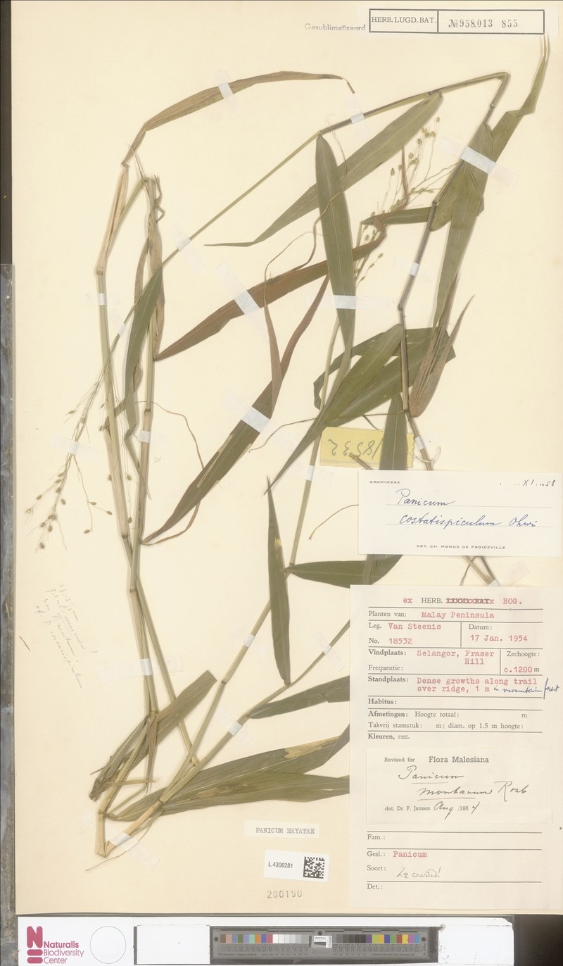 Panicum hayatae photo 4