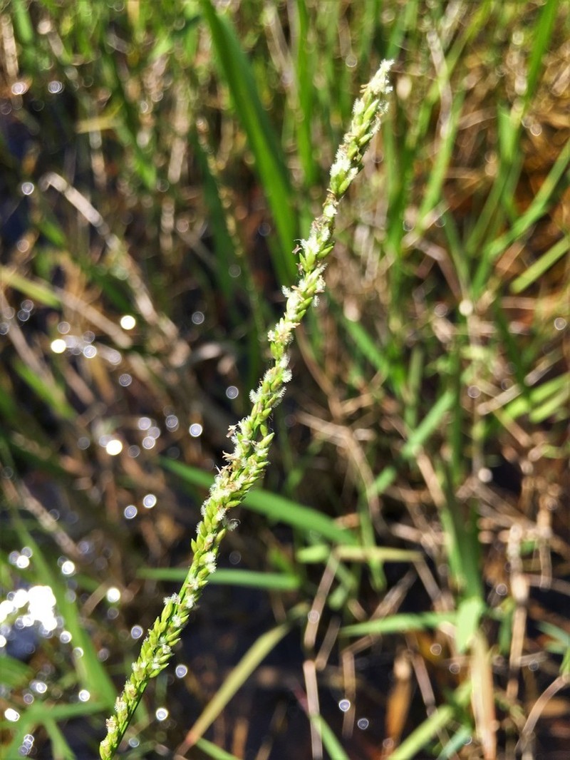 Maidencane photo 2