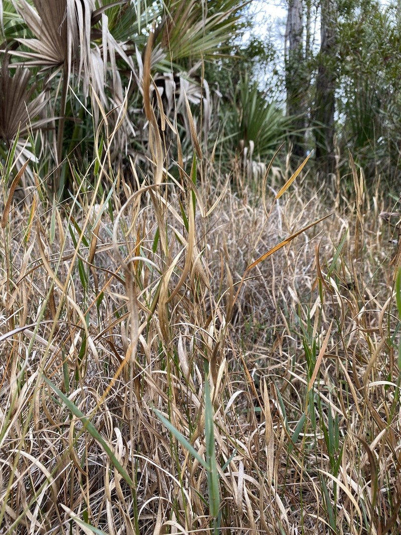 Maidencane photo 4