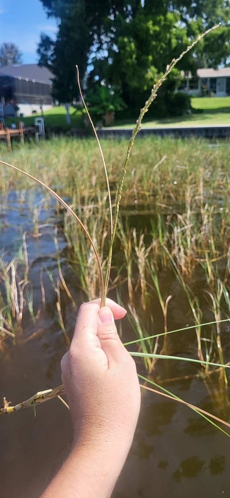 Maidencane photo 5