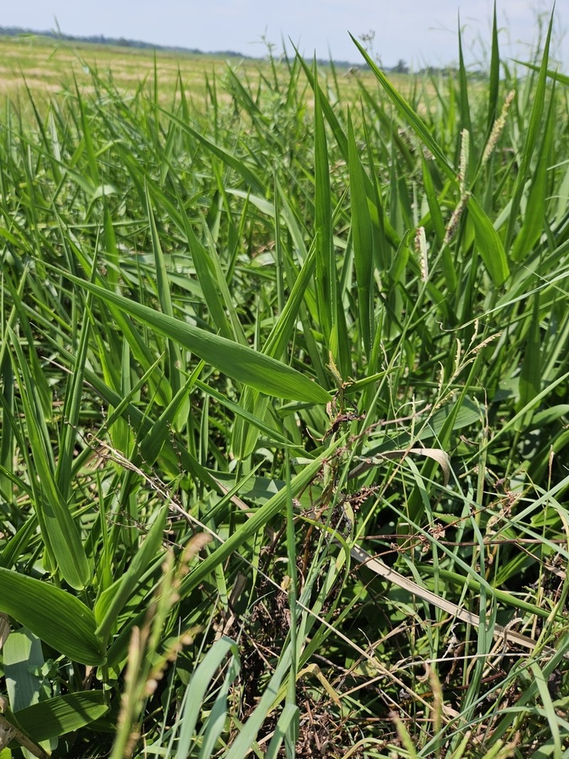 Maidencane photo 6